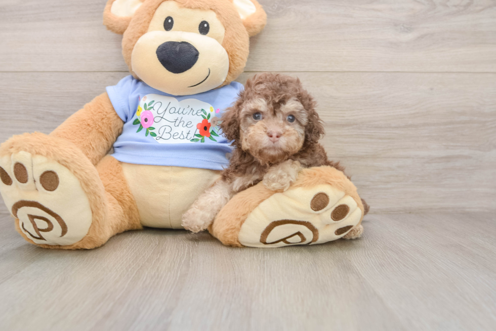 Best Poodle Baby