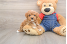 Poodle Puppy for Adoption