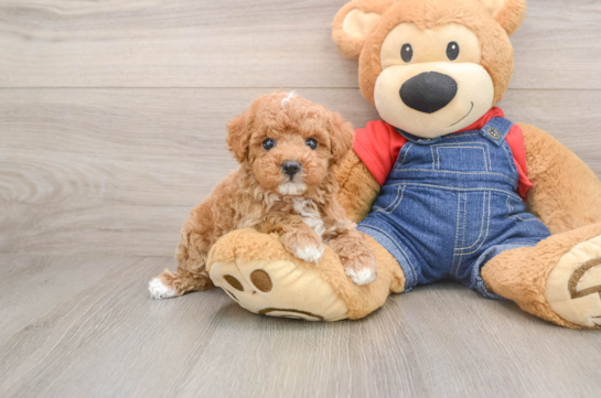 Poodle Puppy for Adoption