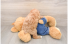 Best Poodle Baby