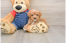 Poodle Puppy for Adoption