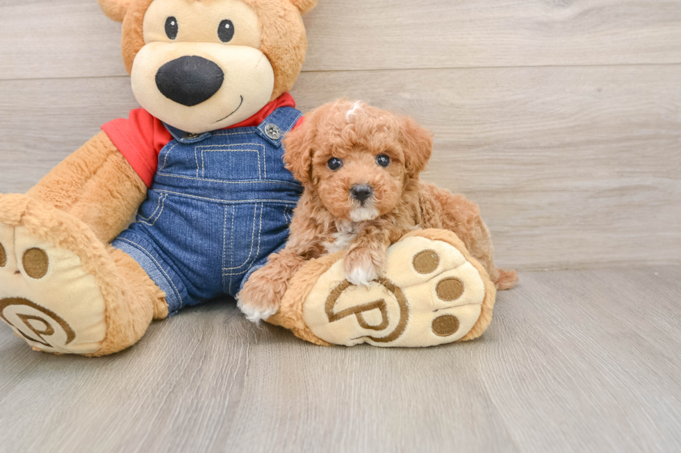 Poodle Puppy for Adoption