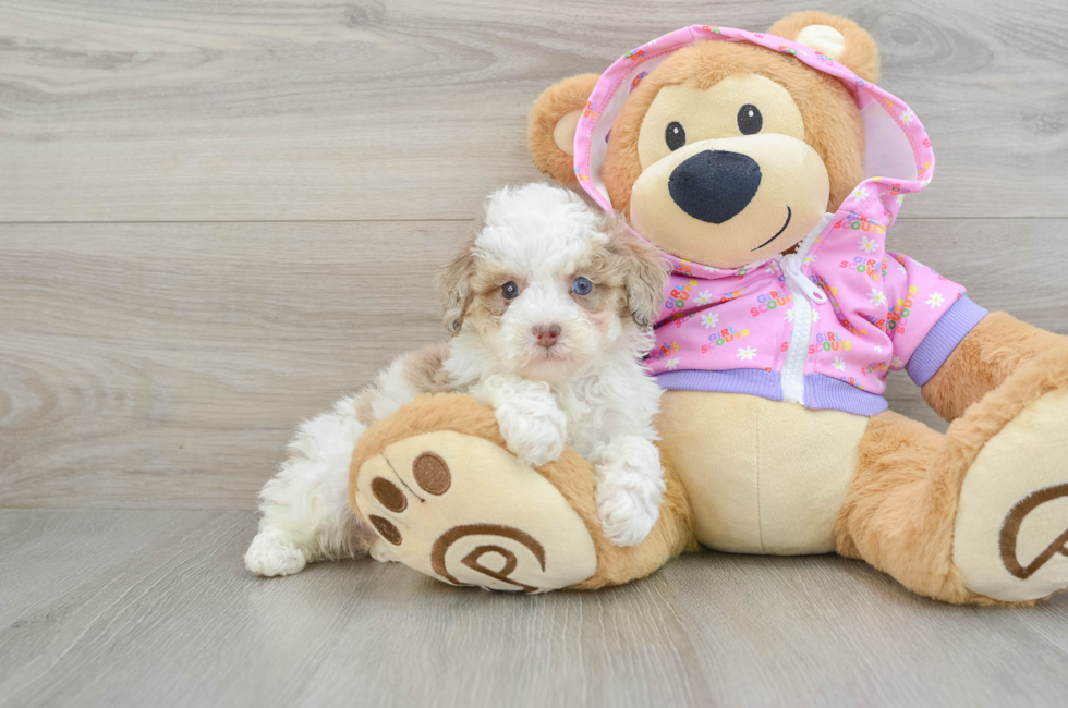 7 week old Poodle Puppy For Sale - Florida Fur Babies