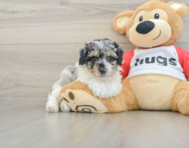 8 week old Poodle Puppy For Sale - Florida Fur Babies