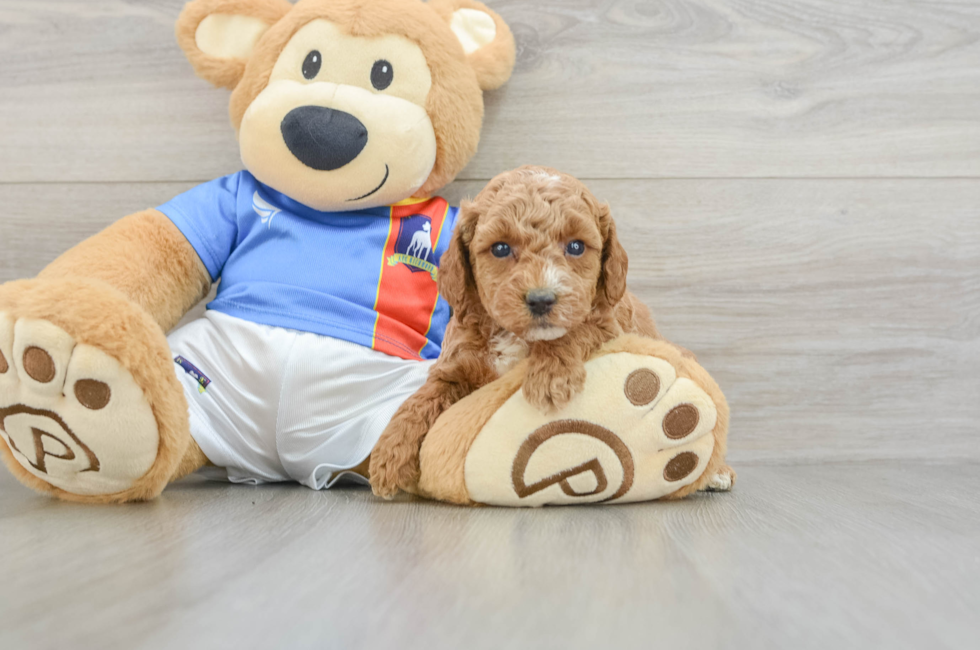 5 week old Poodle Puppy For Sale - Florida Fur Babies