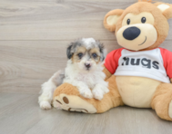 7 week old Poodle Puppy For Sale - Florida Fur Babies