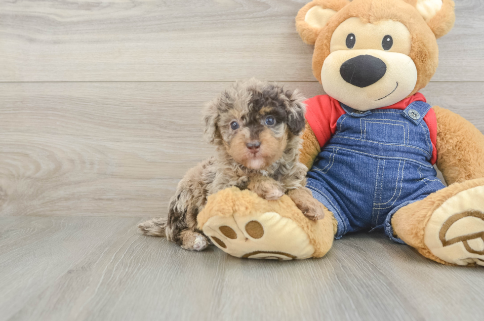5 week old Poodle Puppy For Sale - Florida Fur Babies