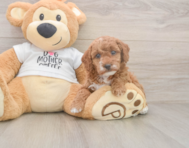 7 week old Poodle Puppy For Sale - Florida Fur Babies
