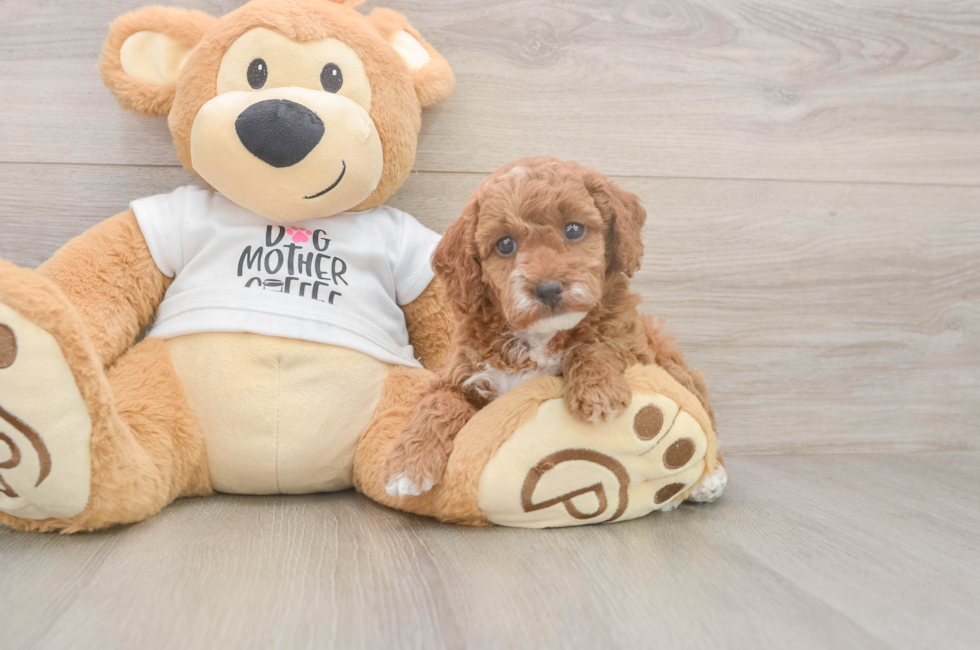 5 week old Poodle Puppy For Sale - Florida Fur Babies