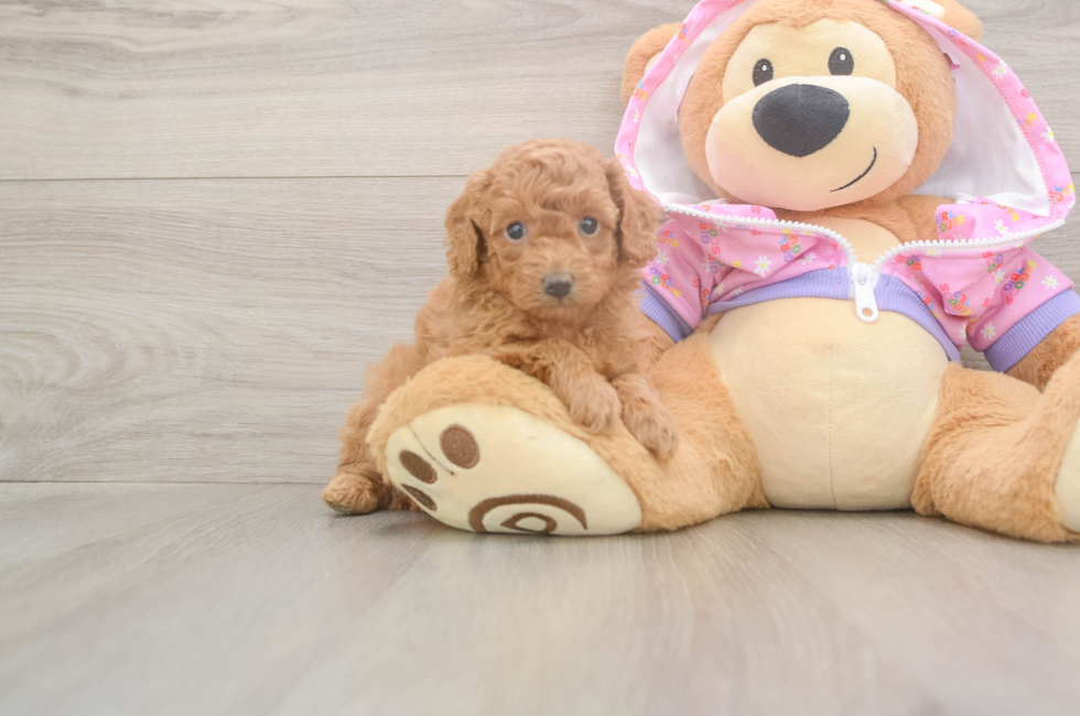 5 week old Poodle Puppy For Sale - Florida Fur Babies