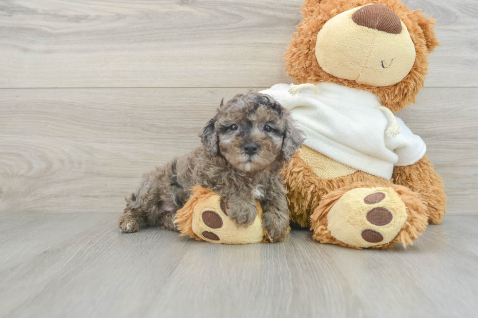 Playful Poodle Purebred Pup