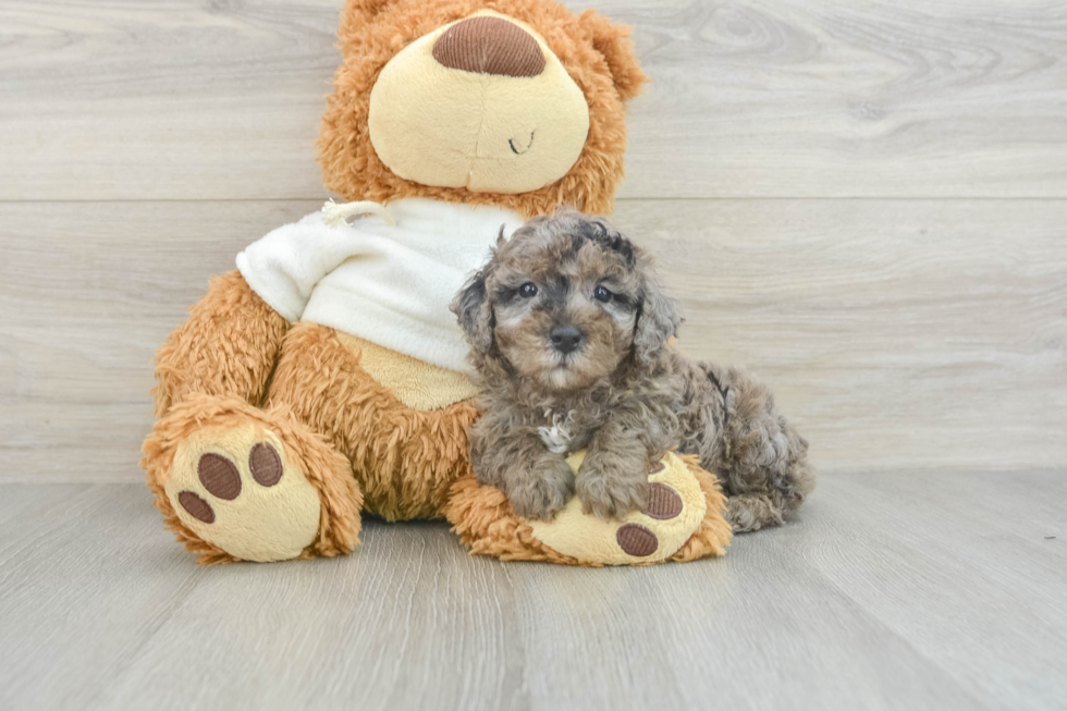 Happy Caniche Purebred Puppy