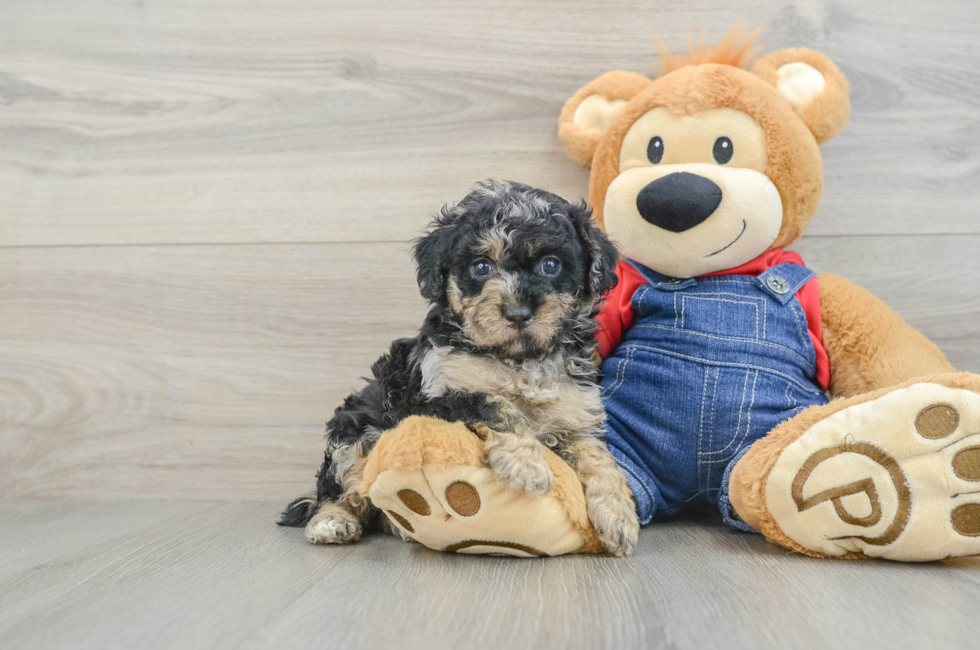 5 week old Poodle Puppy For Sale - Florida Fur Babies