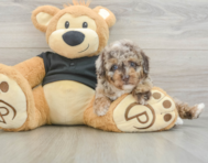 6 week old Poodle Puppy For Sale - Florida Fur Babies