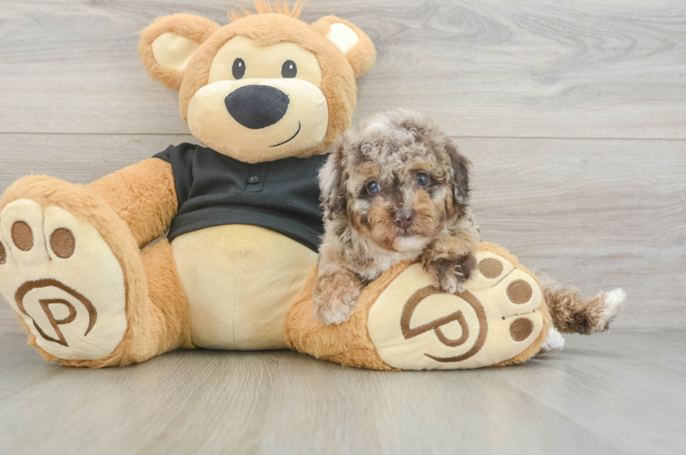 5 week old Poodle Puppy For Sale - Florida Fur Babies