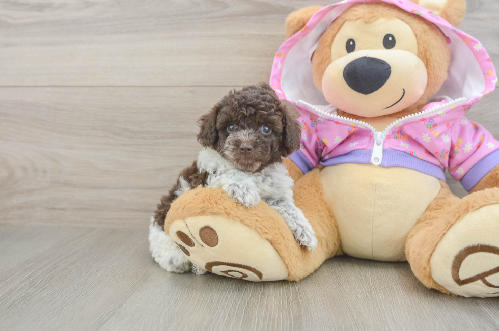 5 week old Poodle Puppy For Sale - Florida Fur Babies