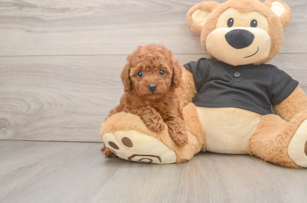 5 week old Poodle Puppy For Sale - Florida Fur Babies