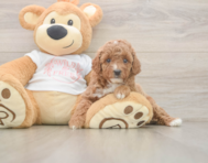 5 week old Poodle Puppy For Sale - Florida Fur Babies