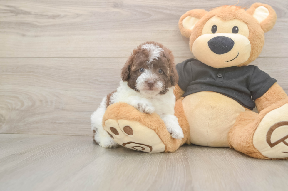 6 week old Poodle Puppy For Sale - Florida Fur Babies