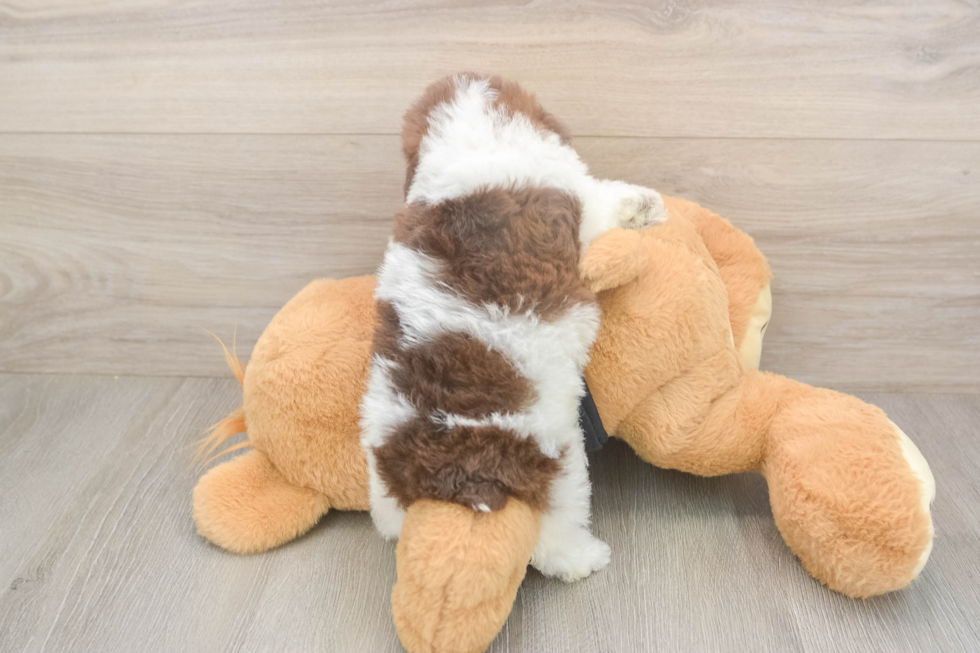 Poodle Pup Being Cute