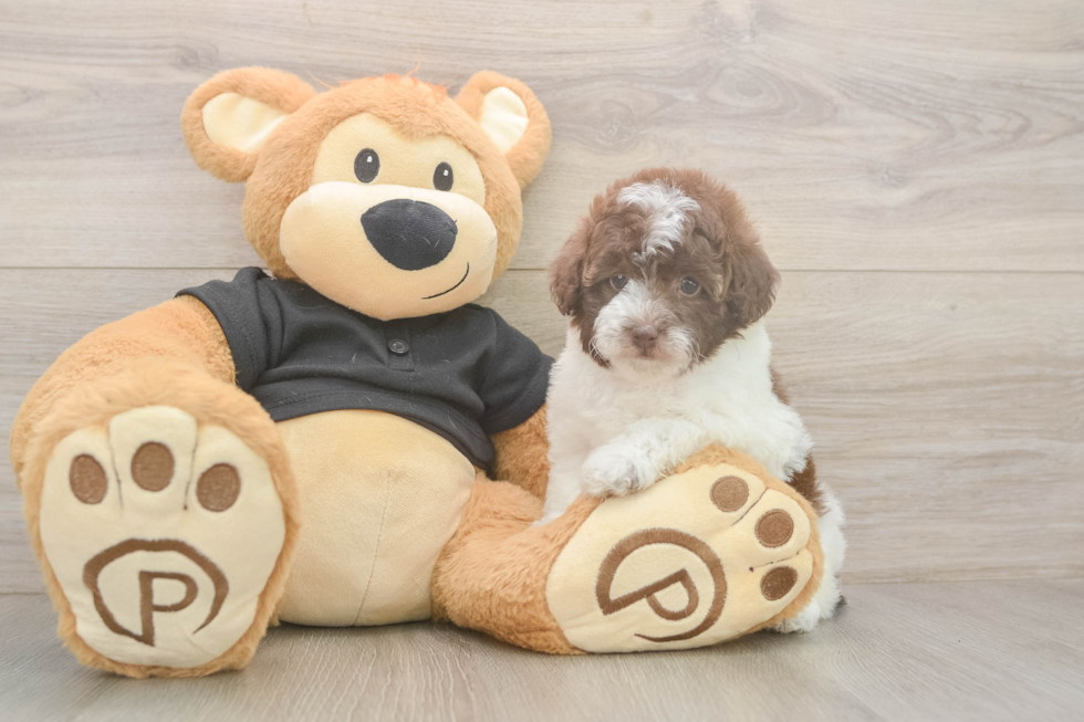 Poodle Puppy for Adoption