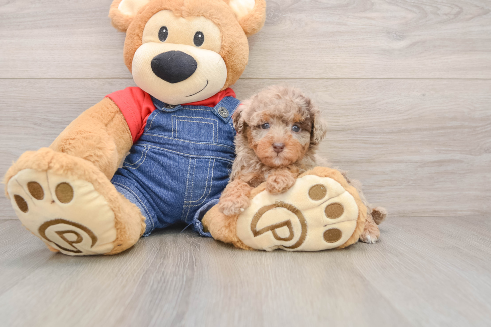 Poodle Puppy for Adoption