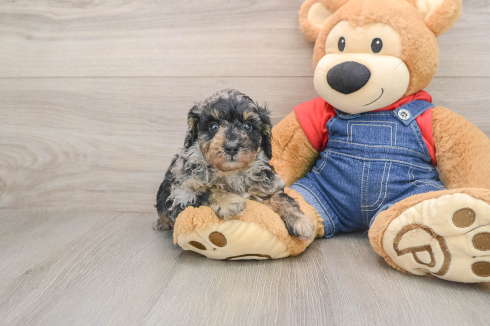 Playful Poodle Baby