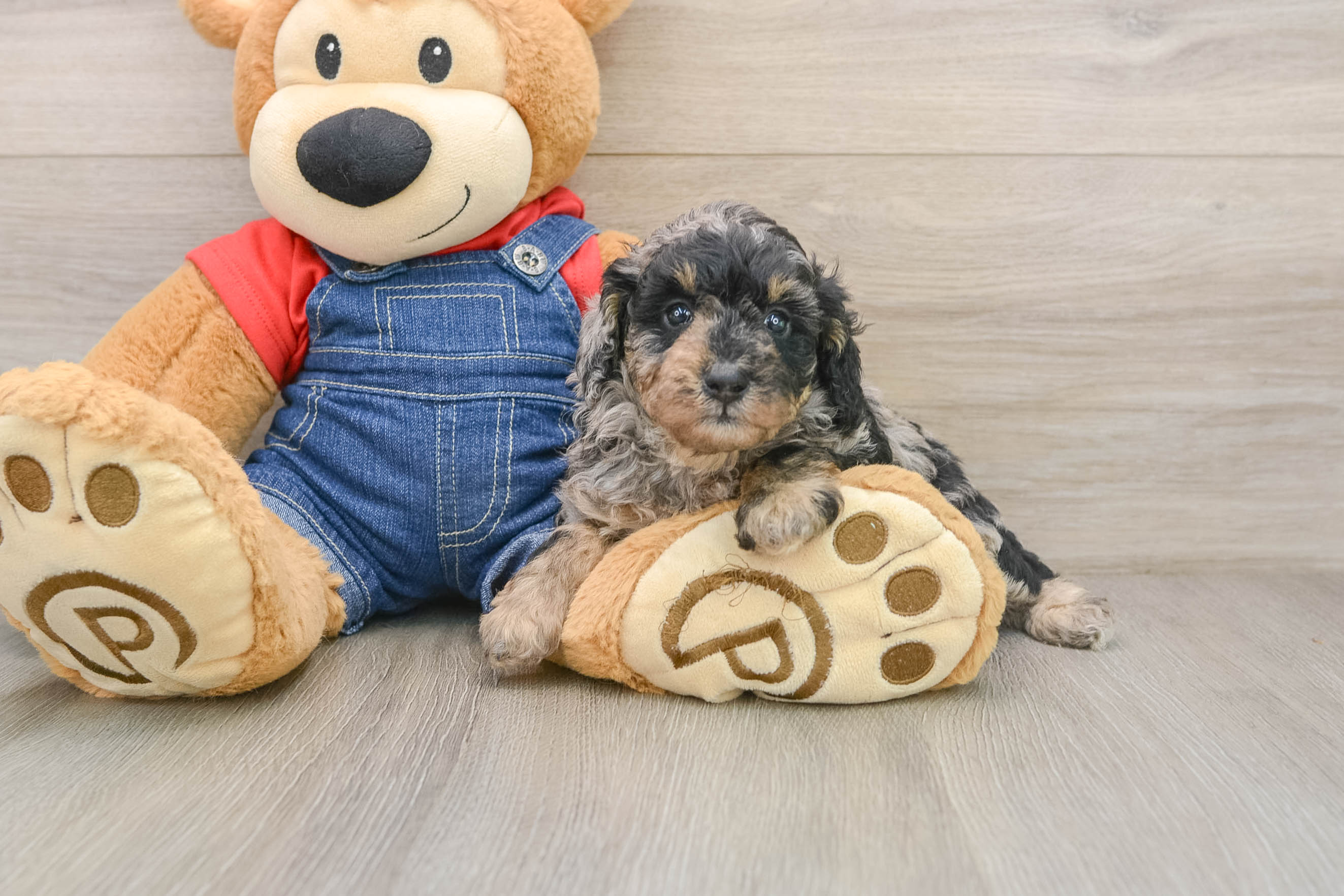 Energetic Pudel Purebred Puppy