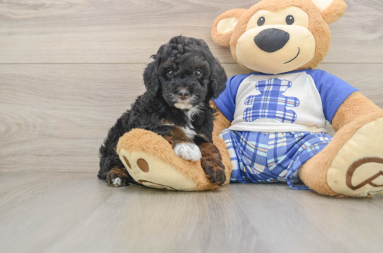 Popular Poodle Purebred Pup