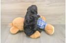 Poodle Pup Being Cute