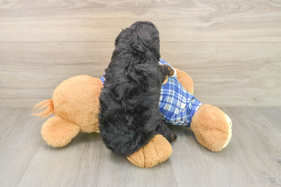 Poodle Pup Being Cute
