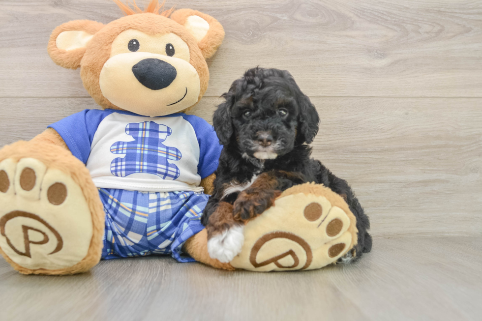Little Poodle Purebred Pup