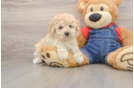 Energetic Caniche Purebred Puppy
