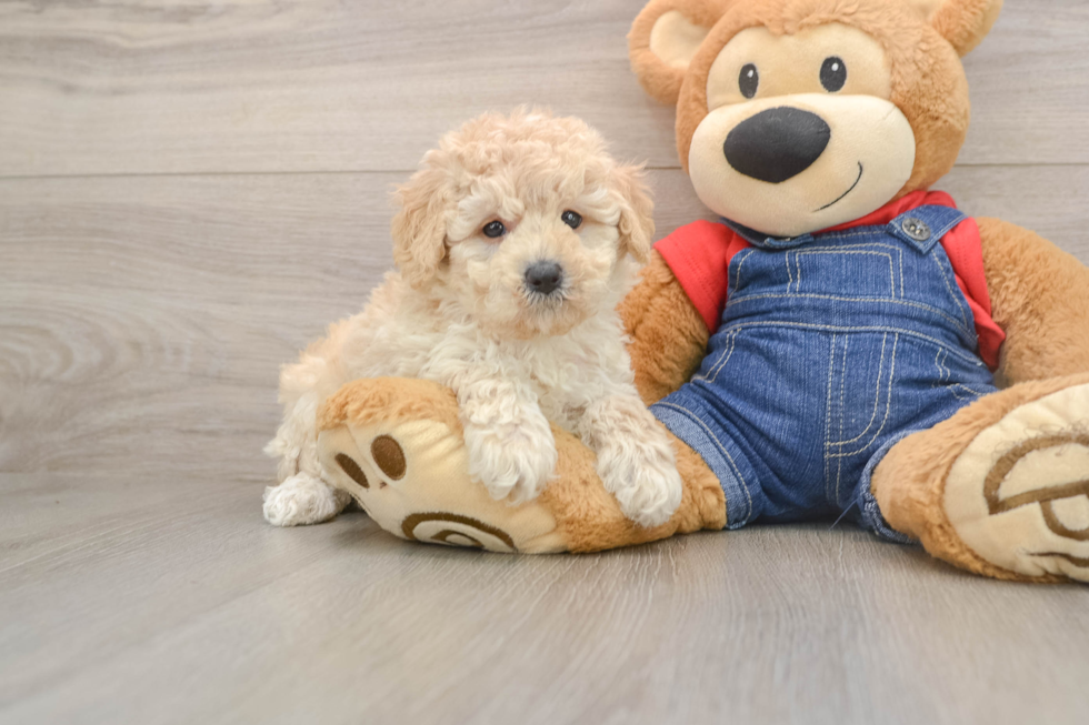 Energetic Caniche Purebred Puppy