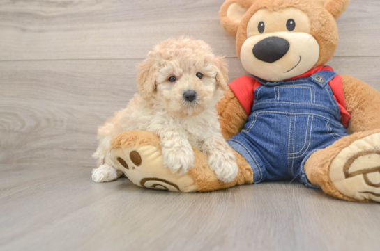 Energetic Caniche Purebred Puppy