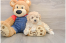 Energetic Pooodle Purebred Puppy