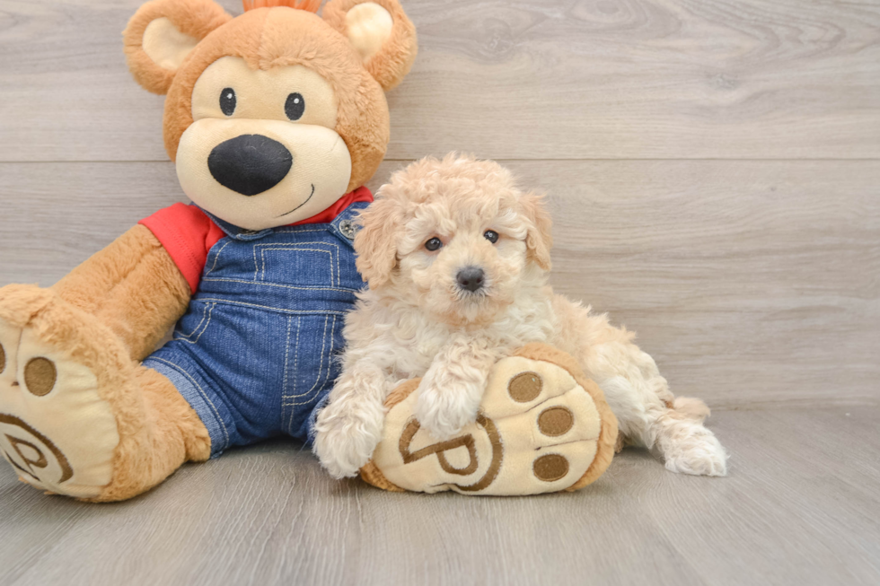 Energetic Pooodle Purebred Puppy