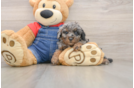 Funny Poodle Baby