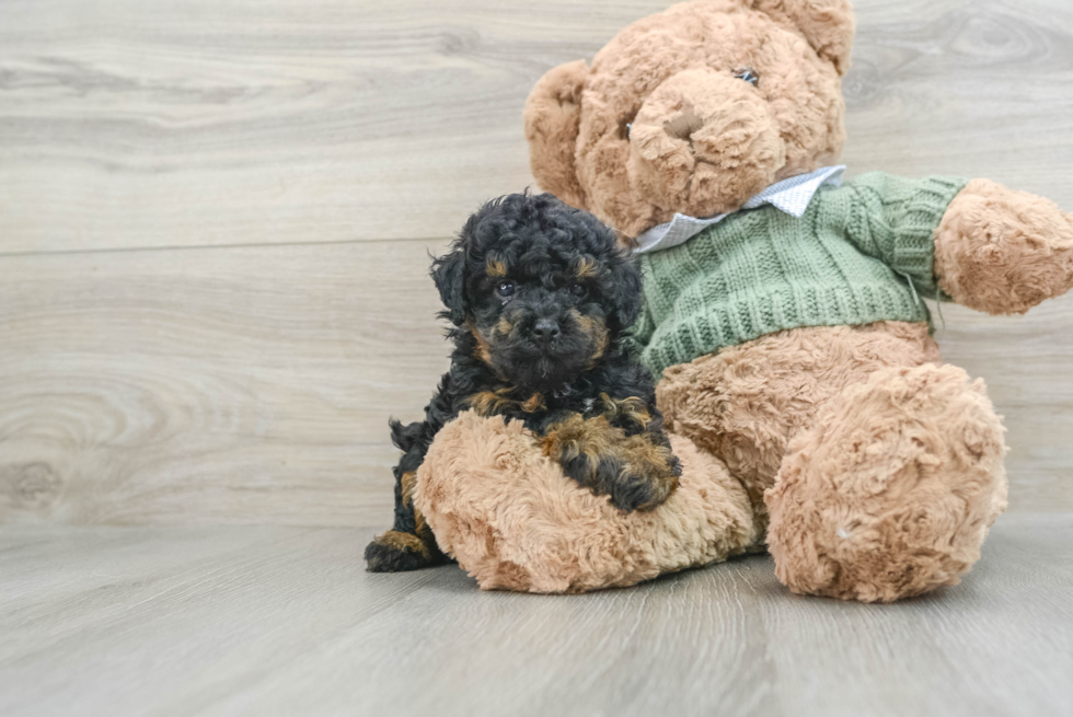 Poodle Pup Being Cute