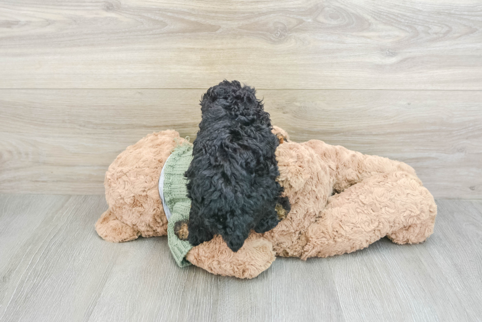 Fluffy Pudle Purebred Puppy