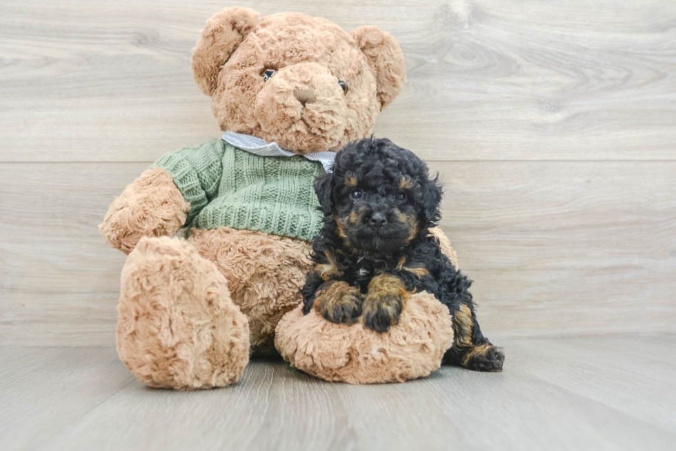 Hypoallergenic Poodle Baby