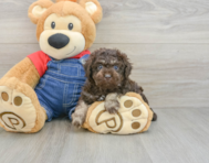 7 week old Poodle Puppy For Sale - Florida Fur Babies