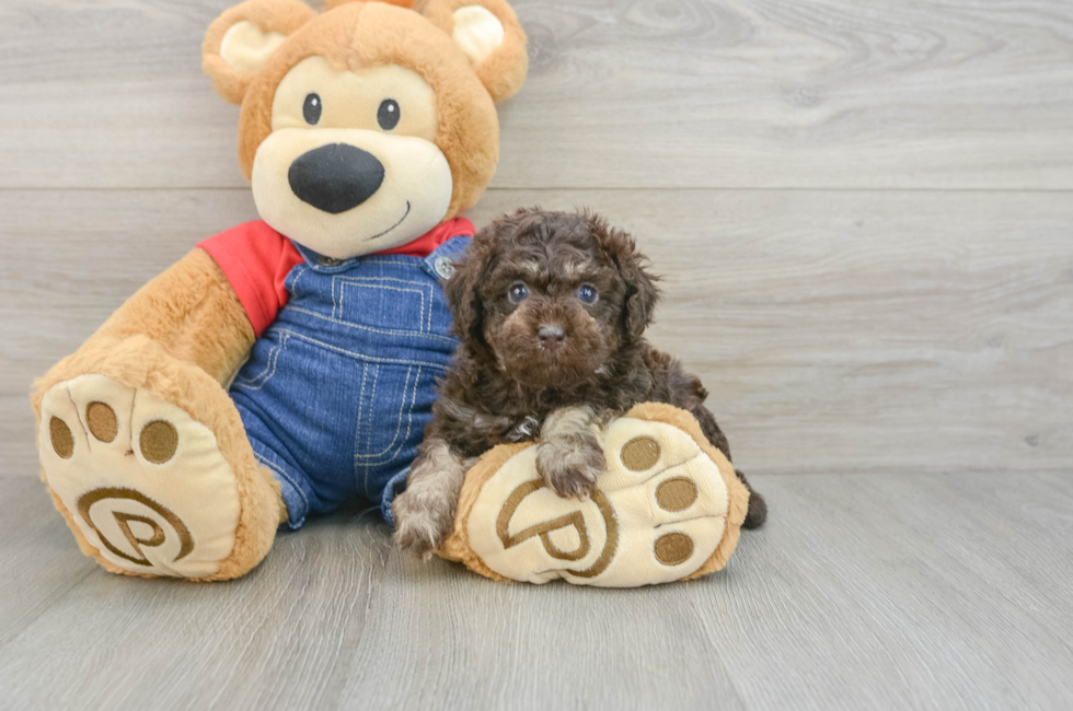 5 week old Poodle Puppy For Sale - Florida Fur Babies