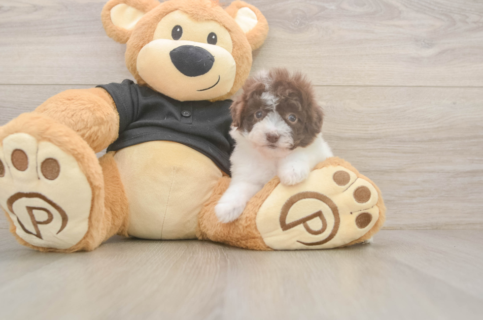 6 week old Poodle Puppy For Sale - Florida Fur Babies