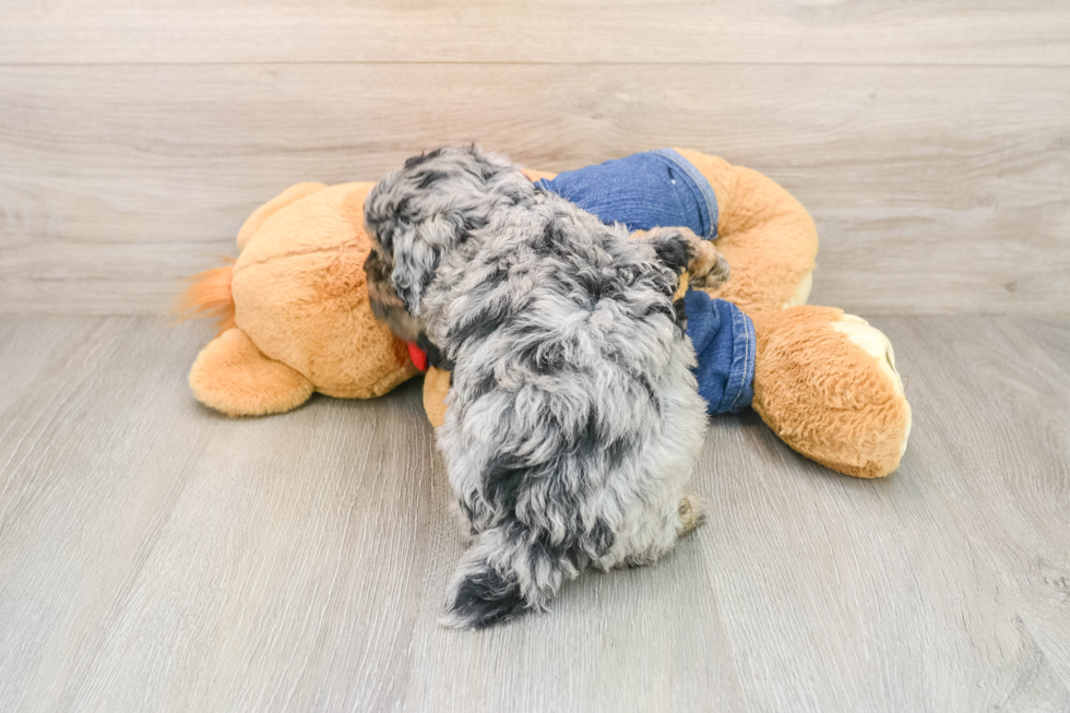 Poodle Puppy for Adoption