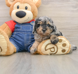 8 week old Poodle Puppy For Sale - Florida Fur Babies