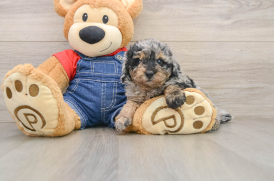Best Poodle Baby