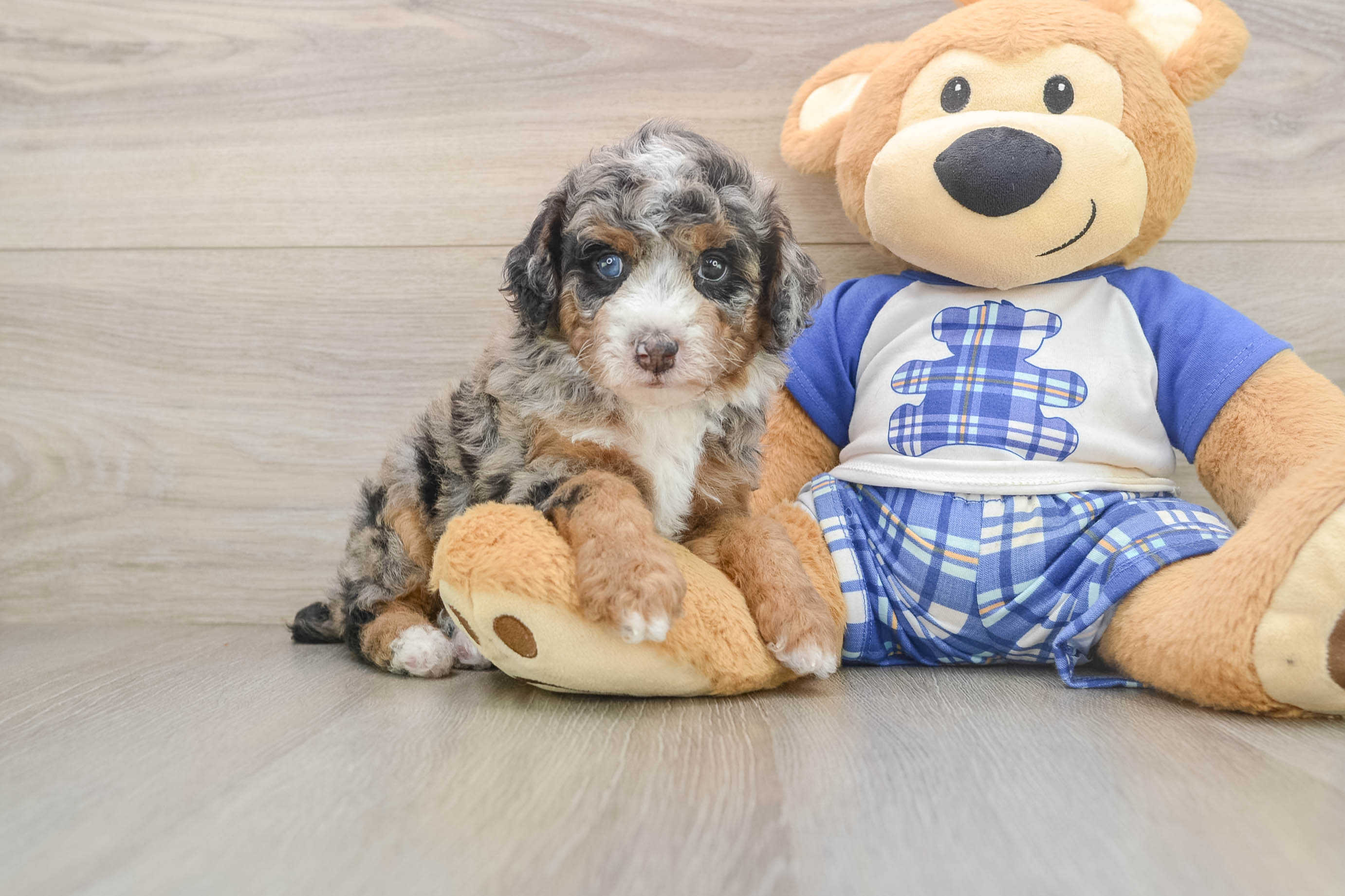 Best Poodle Baby