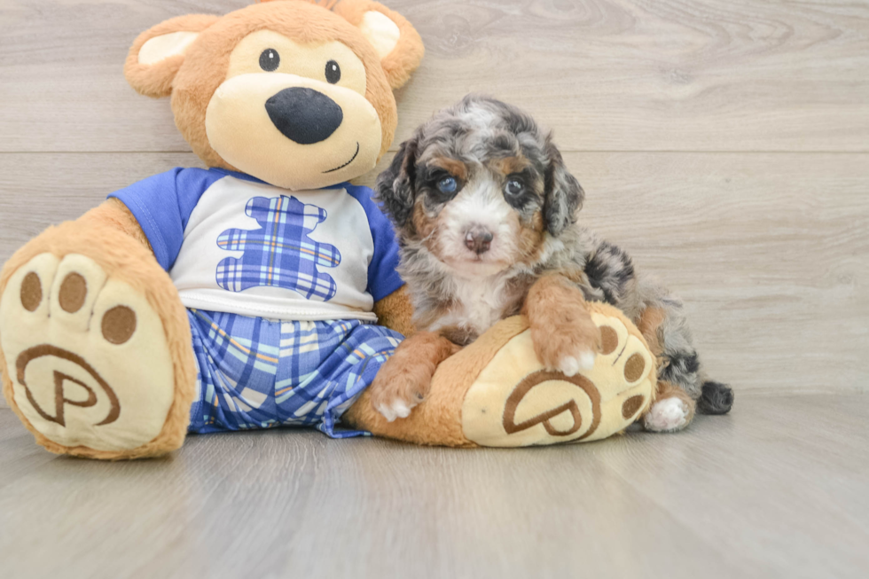 Poodle Pup Being Cute