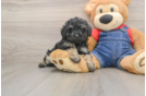 Poodle Puppy for Adoption